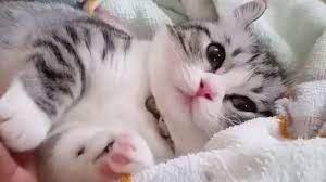Download gratis wallpaper hp keren dan lucu bingit wallpaper keren source. Menakjubkan 17 Gambar Gambar Kucing Lucu Koleksi Gambar Lucu Kucing Betina Gambar Kucing Lucu Kucing