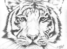 Wildlife Pencil Drawings For Sale Buy Wildlife Artworks Tiger Drawing Wildlife Artwork Canvas Drawing