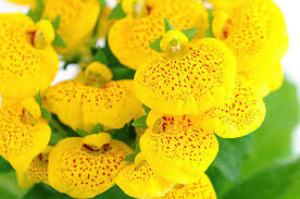 Image result for Calceolariaceae