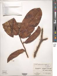 Image result for Napoleonaea angolensis