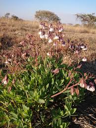 Image result for Trichodesma physaloides