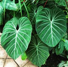 Philodendron Gloriosum Small Size Nse Tropicals In 2020 Unusual Plants Plants Philodendron Plant