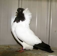 Black And White Pigeon Breeds Nun Pigeons Pigeon Talk Pigeon Breeds Pigeon Pictures Pigeon