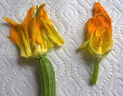 The male parts of the flower (each consists of an anther held up on a filament) anthers. What Is Difference Between Male And Female Zucchini Blossoms