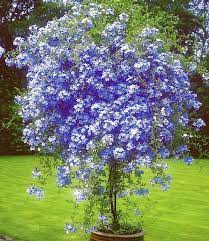 Zone 8 Plumbago Plants Beautiful Gardens Planting Flowers