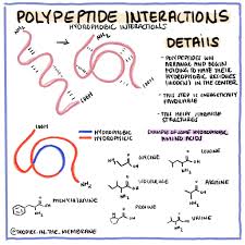 Biochemistry Infographic Polypeptide Interactions Hydrophobic Interactions Chemistry Education Biochemistry Infographic