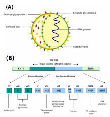 Model Structure of HCV: Section A: Generalized structure of Hepatitis C... 
