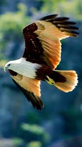 In general, birds have relatively large brains compared to their head size. Are Birds Animals Birds Quavo Angry Birds 9 10 Birds Pictures And Photos Wild Birds Unlimited Pet Birds Wild Birds Unlimited Birds Flying Photography
