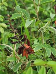 Image result for Indigofera bainesii