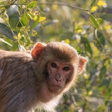 Monkey Eyes Animals Wild Monkey Animals