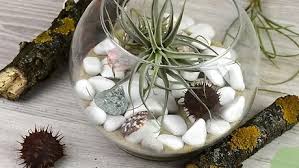 See our entire collection of air plant terrarium kits here. How To Make An Air Plant Terrarium With Pictures Wikihow