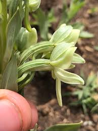 Image result for Habenaria epipactidea