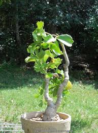 Image result for Cyphostemma quinatum