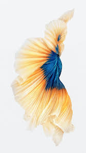 See more ideas about fish wallpaper, fish wallpaper iphone, fish. Free Download Iphone 6s Wallpapers Auf Jedem Iphone Verwenden Iphone Tricksde 1080x1921 For Your Desktop Mobile Tablet Explore 44 Iphone 6s Wallpapers Hd Apple Wallpapers For Ipad Wallpaper 6s