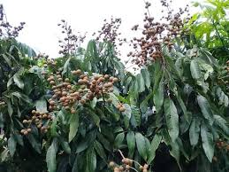 Tabulampot, cangkokan, ovulasi harga bibit murah & bergaransi 100% hubungi: Grup Jual Bibit Tanaman Buah Okulasi Sambung Dan Cangkok Facebook