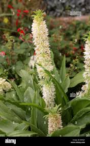 Image result for Eucomis zambesiaca