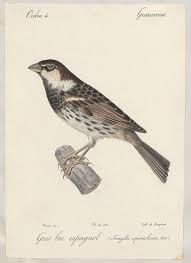 Résultat de recherche d'images pour "bibliodyssey"