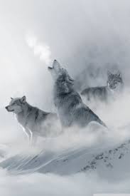 Our system stores wolf wallpapers 4k apk older versions, trial versions, vip. Wolf Iphone Wallpapers Top Free Wolf Iphone Backgrounds Wallpaperaccess