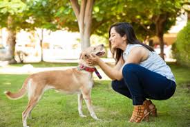 Both lorna and jo live near farnham and are familiar with all the best dog walking routes around churt, farnham and upper hale. We Love Pets Find Pet Sitters Near You Grow Your Pet Sitting Services