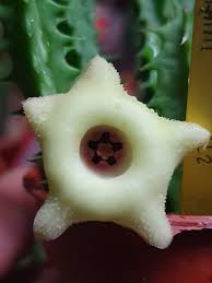 Image result for Huernia levyi
