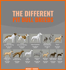 Different Types Of Pitbulls Apbt American Bully Bulldogs