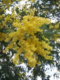 Use it to plan your crafts ideas, food and drink recipes, and get some ideas for activities. Here In Italy The Symbol Of International Women S Day Is A Mimosa Flower Europe