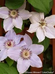 Check spelling or type a new query. Product Viewer Clematis Still Waters
