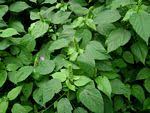 Image result for Acalypha ornata