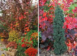 Arbres Et Arbustes A Planter Pour Un Automne Colore Jardin D Automne Arbres Et Arbustes Arbuste