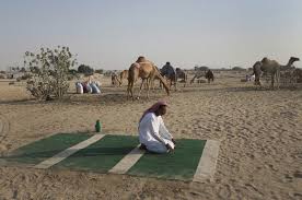 From arabian peninsula where the camel diversity is the most important (almathen et al., 2012) and confirmed. In Photos Big Money Camels Gallop To Victory In Dubai Outskirts Egypt Independent