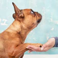 Follow us on facebook and instagram. Veterinarian In Madison In Pets Doc Veterinary Services
