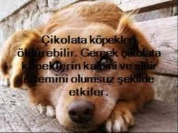 Hayvanlarin En Ilginc Ozellikleri Youtube
