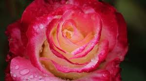 In china und später in kleinasien angebaut wurde. Rosen Im Garten Und Auf Dem Balkon Mdr De