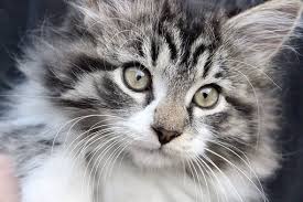 Minik Dostlarimiz Kedi Fotograflari Ege Fisiltilari