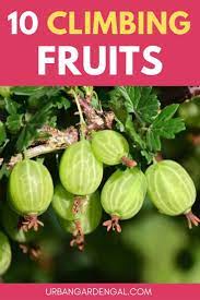 A climbing plant is a plant which climbs up trees and other tall objects. 10 Climbing Fruit Plants Fruit Plants Climbing Plants Fast Growing Climbing Plants Fence