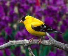  17 Best Yanto Images In 2019 Save Our Earth Beautiful Bird Wallpaper Environmental Posters