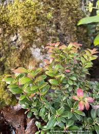Image result for Vaccinium madagascariense