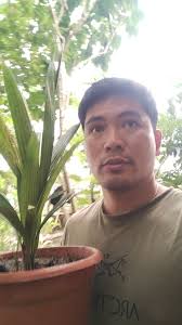 Pa mine, Palmerang pula. 500. Dali....