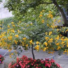 Image result for Senna floribunda