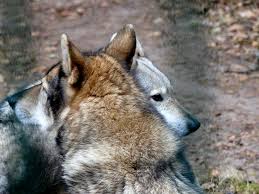 Masaustu Portre Ot Vahsi Hayat Kurt Kurk Biyik Arkadaslar Guzel Agac Flickr Fauna Memeli Sincap Kurt Kopek Saarloos Wolfdog Memeli Gibi Kopek Kopek Cins Grubu Kopek Turu Hunderasse Cekoslovakian Wolfdog Canis