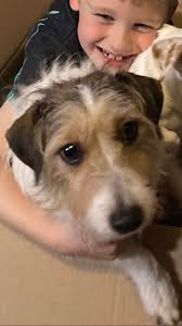 This dog is at Wigmore park. No collar, so no number to phone. Is anyone  missing him