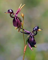 This Orchid Looks Like An Adorable Flying Duck Unusual Flowers Beautiful Orchids Orchid Flower