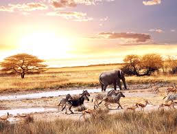 3840x2908 African Savanna 4k Wallpaper Theme African Savanna Animals Savanna Animals Animals