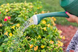 In the current hot breezy weather it is probably best to water in the early evening. What S The Best Time Of Day To Water Plants The Facts Smart Garden Guide