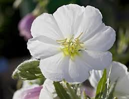 Pin On Flowers