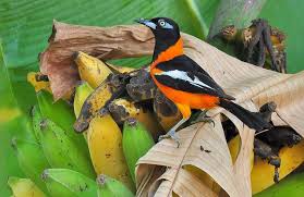 Birds Of The Bahamas Photos Turpial 2 Beautiful Birds Banana Plants Puerto Rico