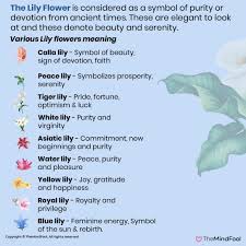 Yellow flower meanings in history. Latest Lily Flower Meaning The Complete Guide To Lily Meaning And Symbolism Latest Types Of Flowers
