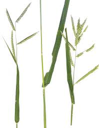 Image result for Urochloa