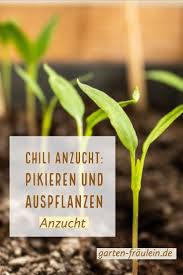 Wann pikiere ich meine jungpflanzen? Chili Anzucht Pikieren Und Auspflanzen Garten Fraulein Der Garten Blog Chili Pflanzen Chili Chili Anbauen