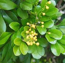 Previous articlemanfaat daun singkong untuk kesehatan tubuh. 12 Manfaat Daun Pacar Untuk Kesehatan